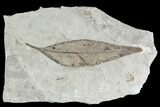 Fossil Leaf (Populus Tidwellii) - Green River Formation, Utah #110360-1